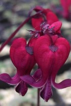 25 dark red bleeding heart seeds dicentra spectabilis shade flower garden thumb200