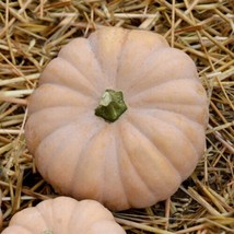 25+ Autumn Crown Pumpkin Seeds – Sweet Flavor Garden Variety - $16.50