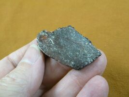 DF301-30 Fossil REAL 1-3/4&quot; DINOSAUR Bone Slice Jurassic Dino love dinos... - €7,02 EUR