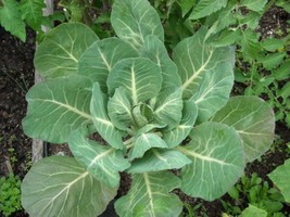 Guashi Store 1000 Seeds Georgia Collards (Southern Walking) Collard Greens Brass - £7.86 GBP