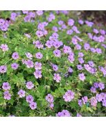 25 Havana Blues (Noorthava) Geranium Seeds - $157.68 MXN
