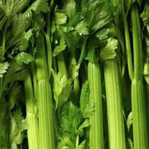 Fresh Tendercrisp Celery Seeds 1000+ Vegetable Soups Stews Snacks - £5.84 GBP