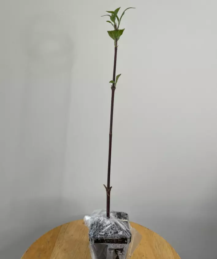 8-14&quot; Tall 2.5&quot; Pot Kwanzan Japanese Flowering Cherry Tree Prunus &#39;Kanzan&#39; - £62.77 GBP