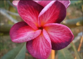 5 Bright Pink Purple Plumeria Seeds Plants Flower Flowers Perennial Seed - £13.54 GBP