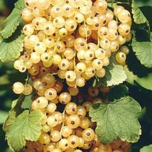 BELLFARM Fresh White Currant 20 Professional 100% True Seeds, Pack Cha... - $14.25