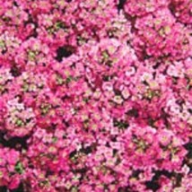 Alyssum Seeds Wonderland Pink Ground Cover 100 Seeds Gardening USA SHIPPING - £9.25 GBP