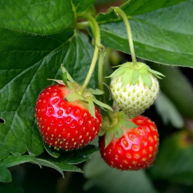 Strawberry Wild Red Heirloom Seeds Culinary &amp; Medicinal Non Gmo 200 Seeds Fresh  - £15.72 GBP