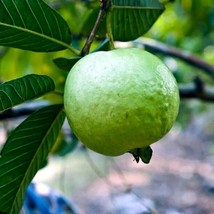 20 Lemon Apple Pink Guava Tree Fruit Seeds  - $13.90