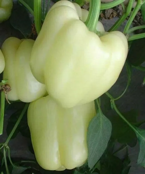White Bell Pepper Seeds 30+ Culinary Cooking Sweet Pepper Fresh Seeds - £5.03 GBP