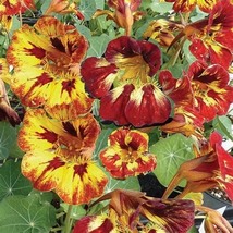 Nasturtium Bloody Mary, 10 Seeds R - £12.92 GBP