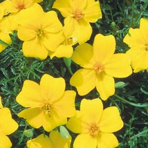 Lemon Gem Marigold Seeds Tagetes Tenuifoliae 20 Seeds Usa Fast Shipping - $17.94