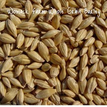 MBK Barley Whole Grain 300 Seeds Organic-~Non-Gmo~Cat Grass Great Starte... - $224.68 MXN