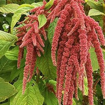 Organic Coral Fountain Amaranth New Fresh US Shipping - $89.63 MXN