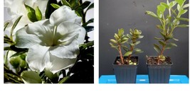 Azalea Deciduous Encore Autumn Moonlight Well Rooted Starter Plant - $53.99