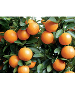 VP 3&quot;- 6&quot; Kumquat Trees Real Live Plant Citrus  Fruit Landscaping Seedli... - $37.49