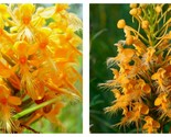 3 Yellow Fringed Orchid Blephariglotis ciliaris WILDFLOWER BR - $52.93