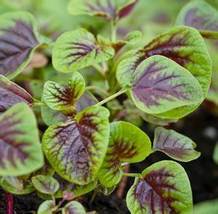 Amaranth Chinese Multicolor Spinach, 100 Seeds R - £12.86 GBP