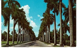 Vintage Royal Palms line Ft Myers Florida Postcard McGregor Blvd road - £3.88 GBP
