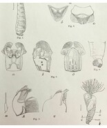 Southern Buffalo Gnat Insect Drawings Victorian 1887 Art Print Entomolog... - $474.98 MXN
