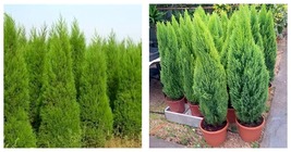 Italian Cypress Trees Seeds Platycladus Orientalis 300pcs Seeds - £23.62 GBP