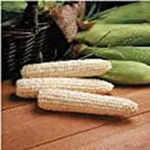 Avalon Corn Seeds 25 Seed Packet More Heirloom Organic Non Gmo Ab Fresh - £8.50 GBP