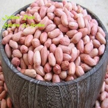 Peanut Arachis hypogaea 100% REAL AYURVEDIC PURE &amp; NATURAL (Pack of 250 ... - $17.81
