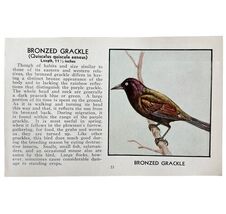 Bronzed Grackle Bird Print 1931 Blue Book Birds Of America Antique Art P... - €8,59 EUR Bronzed Grackle Bird Print 1931 Blue Book Birds Of America Antique Art P... - €8,59 EUR