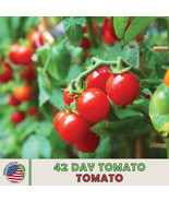 FA Store 42 Days Tomato World&#39;S Earliest Ripening Tomato! Heirloom 40 Seeds - £7.12 GBP
