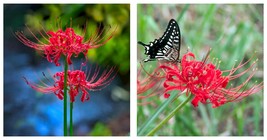 3 Lycoris - Radiata Red Trio Flower Bulbs - Garden Plant - $30.99