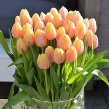Fast Growth Easy To Plant Enthusiastic Tulips seeds - $6.00