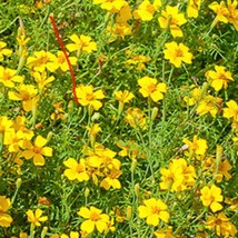 New Marigold Lemon Gem Marigold Seeds Fresh USA Garden - $8.90