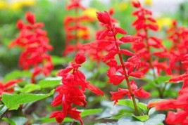 Sage Red Scarlet Salvia Annual, Perennial Hummingbird Flowers 300 Seeds From US - £7.85 GBP