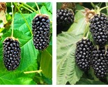 Blackberry Columbia Star - Rubus - 3 Plants LARGEST OF ALL - £40.90 GBP