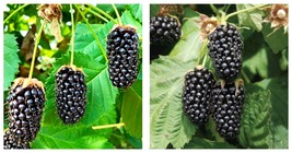 Blackberry Columbia Star - Rubus - 3 Plants LARGEST OF ALL - $51.93