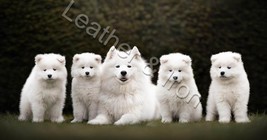 New Samoyed Dog Design Checkbook Cover - £7.82 GBP