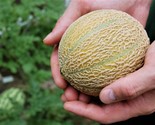 100 Minnesota Midget Cantaloupe Melon Cucumis Melo Reticulatus Heirloom ... - $13.00