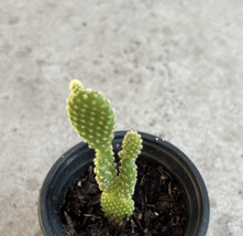 2 Bunny Ears Plant Bare Root Opuntia Microdasys Cactus Succulent No Pot USA Sell - £32.79 GBP