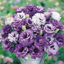 20 Of PURPLE SHADES MIX LISIANTHUS FLOWER SEEDS  - LONG LASTING ANNUAL - $9.99