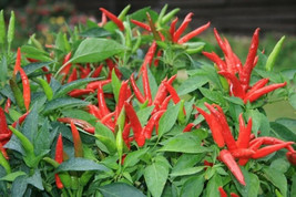 Simple Pack 5 seed Vegetable Hot Chilli Pepper Thai Super Chile F1 - £6.26 GBP
