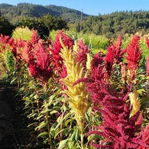 35 Kinds Of Amaranth Master Amaranth Collection 35 Seed Packs All Different US S - $53.99