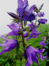 Campanula Latifolia 203 Seeds,  Great Bellflower, LavenderBlue,   From US - $8.79