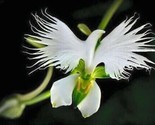 25 Seeds White Dove Egret Flower Plant Garden Plants/Ts - £9.22 GBP