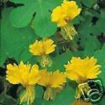 Tropaeolum Peregrinum Yellow Blooms Exotic Vine Seeds Fresh Seeds Fast Shipping - $15.98