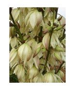 4 Yucca Large Plants Are 15-20 Inches Plus Tall Healthy Plants Dug Fresh - $54.33
