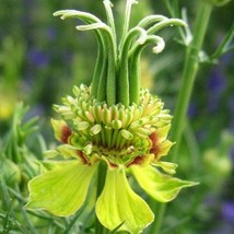 40 Nigella Transformer Love-In-A-Mist Seeds Fresh For Garden - $225.51 MXN