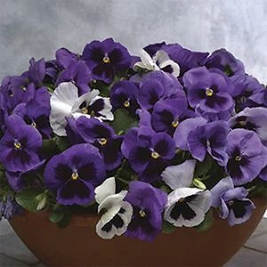 Item image 1 image 1