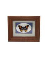 Chuck Kondor Originals Blue Spot Pansy Butterfly Specimen Shadow Box Dis... - $1,603.08 MXN