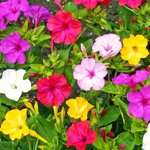 Solid Colors Mix Four O Clock Seeds Mixed Pink Yellow White Marvel Of Peru Jalap - $7.90