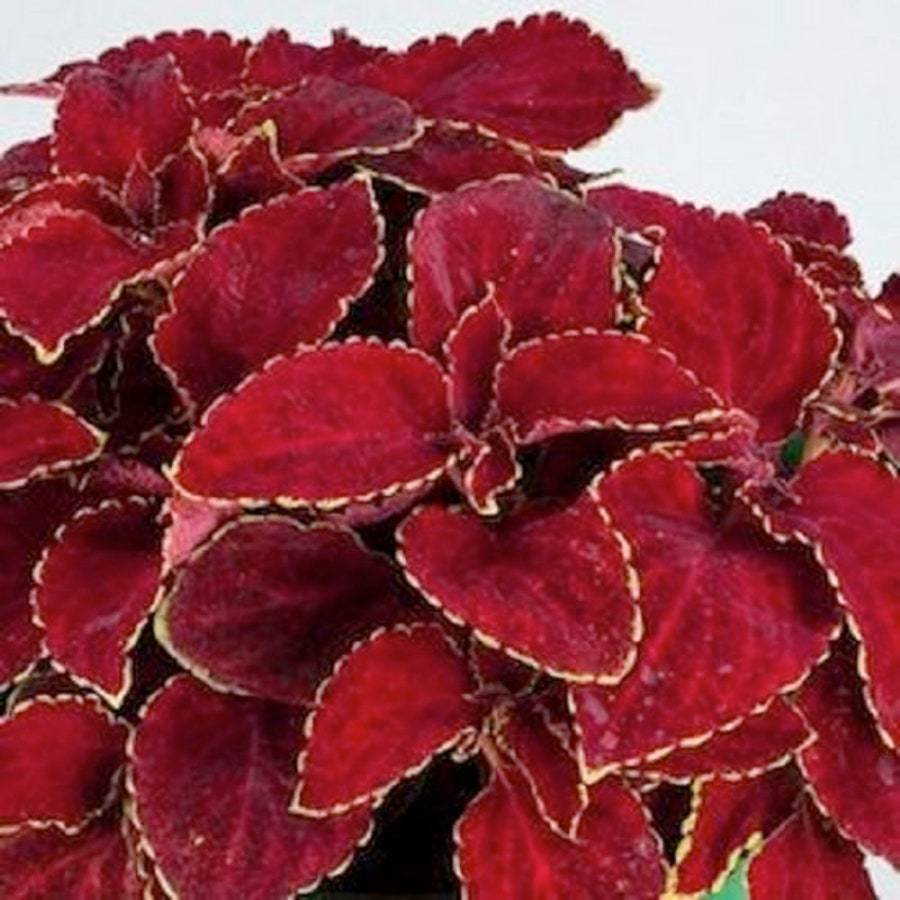 Coleus Seeds Rainbow Superfine Red Velvet Flower Seeds 50 Thru 500 Seeds You Pic - $14.25