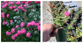 NEW! Pink Double Knock Out Rose - Live Plant - ( 1 QT ) - £39.83 GBP
